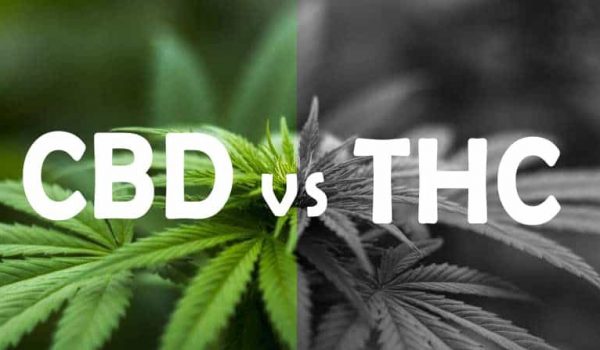 CBD vs. THC: What’s the Difference?